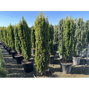 Tis obyčajný (Taxus baccata) ´FASTIGIATA´  - výška: 150-160 cm, kont. C55L